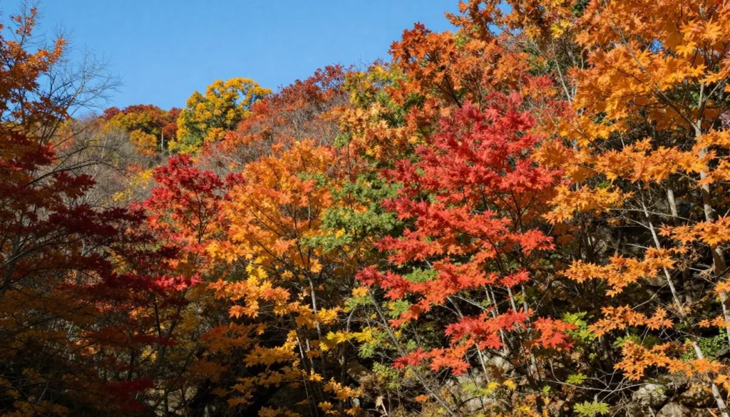 Cullasaja Gorge forest with autumn foliage colors Cullasaja Gorge forest with autumn foliage colors