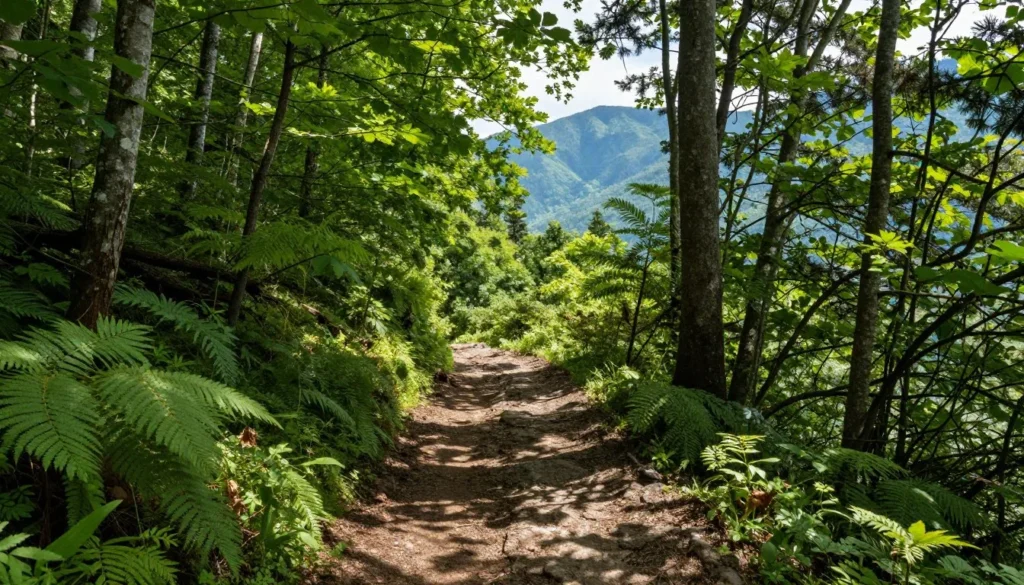 Hiking trail through Great Smoky Mountains National Park Tennessee Hiking trail through Great Smoky Mountains National Park Tennessee