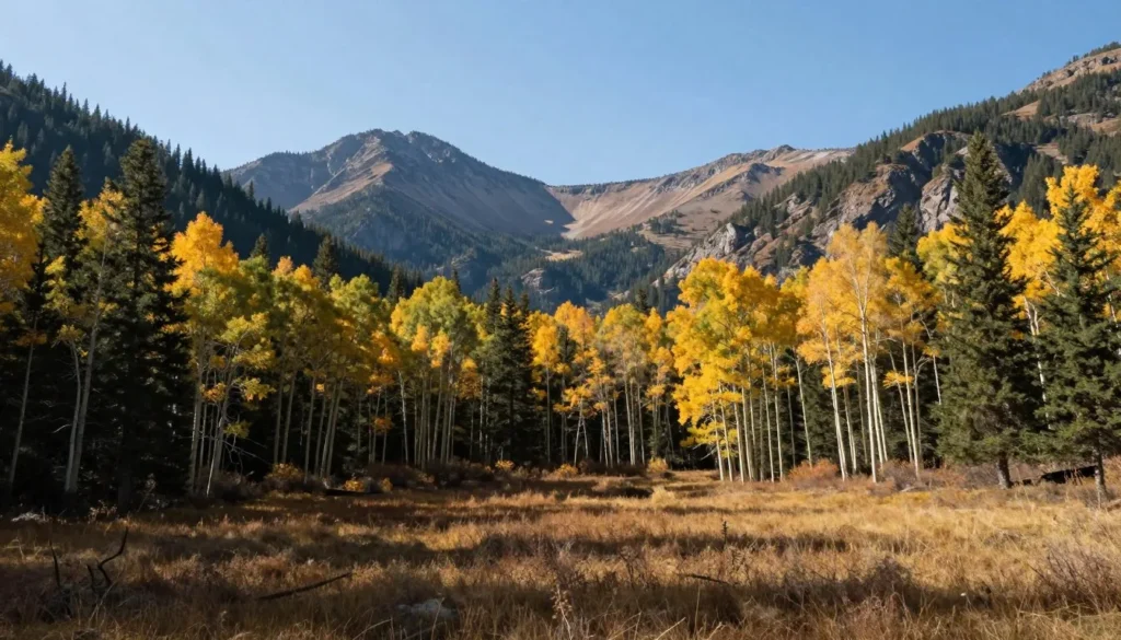 Mountain forest landscape with aspens and evergreens